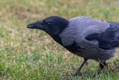Kråka/Corvus cornix/Hooded Crow 