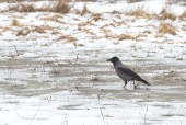 Kråka/Corvus cornix/Hooded Crow 