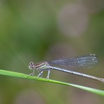 Flodflickslända / Blue Featherleg / Platycnemis pennipes (female), Hunneberg 2011-06-08