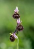 Ophrys argolica subsp. biscutella, Gargano (It.) 2016-04-20