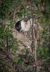 Entita / Marsh Tit / Poecile palustris, Öland 2020-09-27