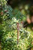 Större ängstrollslända / Common Darter / Sympetrum striolatum, hona, Öland 2020-09-27