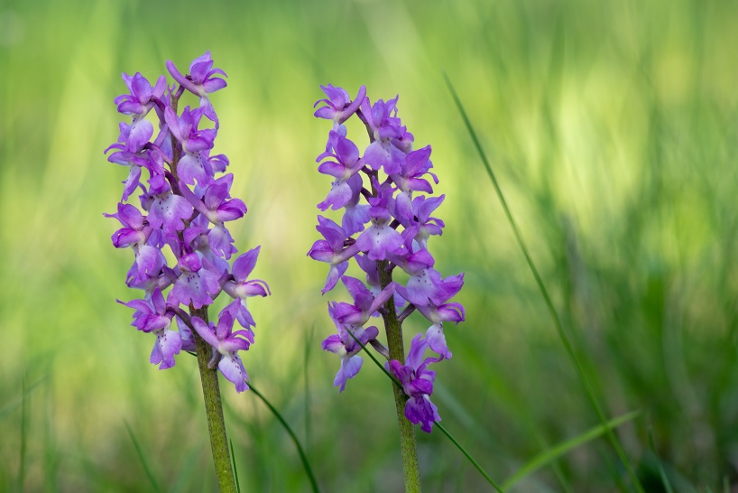 St Pers nycklar, Orchis mascula subsp. mascula, Gotland 2019-05-29