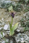 Ophrys mammosa subsp. falsomammosa, Kreta 2001-04-14