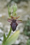 Ophrys mammosa subsp. falsomammosa, Kreta 2001-04-14