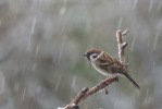 Pilfink / Eurasian Tree Sparrow / Passer montanus