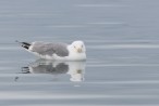 Gråtrut, European Herring Gull, Larus argentatus