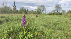 Sankte Pers nycklar / Orchis mascula