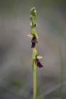 Flugblomster, Ophrys insectifera 2021-06-03