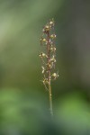 Spindelblomster, Neottia cordata