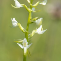 Ängsnattviol, Platanthera bifolia subsp. bifolia