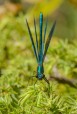 Blå jungfruslända / Beautiful Demoiselle / Calopteryx virgo