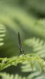 Blå jungfruslända / Beautiful Demoiselle / Calopteryx virgo, hona, 2021-07-01, Muggeliden