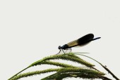 Blåbandad jungfruslända / Banded Demoiselle / Calopteryx splendens