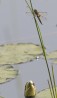 Fyrfläckad Trollslända / Four-spotted Chaser / Libellula quadrimaculata, Hunneberg 2021-07-25