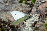 Rovfjäril Small White Pieri rapae, Dalaborg 2020-07-30