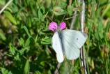 Rovfjäril Small White Pieri rapae, Dalaborg 2020-07-30