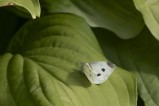 Rovfjäril Small White Pieri rapae