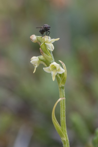 Platanthera obtusata subsp. oligantha, Abisko, 2021-07-07