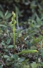 Platanthera obtusata subsp. oligantha, Abisko, 2003-07-21