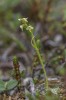 Platanthera obtusata, Abisko 2021-07-07