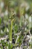 Chamorchis alpina, Abisko 2021-07-07