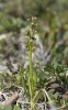 Chamorchis alpina, Abisko 2021-07-07