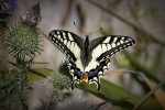 Makaonfjäril / Swallowtail / Papilio machaon, Pilane, Tjörn 2021-08-02