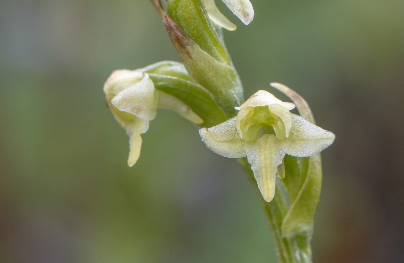 Platanthera obtusata subsp. oligantha, Abisko 2021-07-07