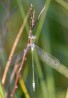 Pudrat smaragdflickslända / Common Spreadwing / Lestes sponsa
