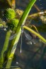 Pudrat smaragdflickslända / Common Spreadwing / Lestes sponsa