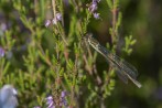 Pudrat smaragdflickslända / Common Spreadwing / Lestes sponsa, Hunneberg 2021-08-20