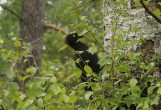 Spillkråka / Black Woodpecker / Dryocopus martius