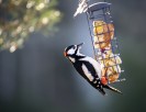 Större hackspett / Great Spotted  Woodpecker / Dendrocopos major