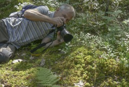 Fotografering av skogsfru, Epipogium aphyllum.                                 Foto: Gunnar Nyström