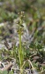 Dvärgyxne, Chamorchis alpina