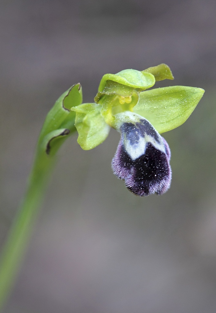 Ophrys dyris, en sällsynthet från Andalusien, 2019-04-11
