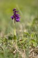 St Pers nycklar, Orchis mascula ssp. mascula