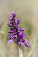 St Pers nycklar, Orchis mascula ssp. mascula