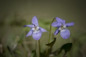 Skogsviol, Viola riviniana