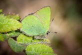 Grönsnabbvinge Green Hairstreak Callophrys rubi, Hunneberg 2020-05-26 