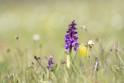St Pers nycklar, Orchis mascula ssp. mascula, Kinnekulle 2022-05-17