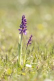 St Pers nycklar, Orchis mascula ssp. mascula, Kinnekulle 2022-05-17