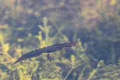 Liten salamander, Lissotriton vulgaris