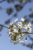 Fågelbär, Prunus avium