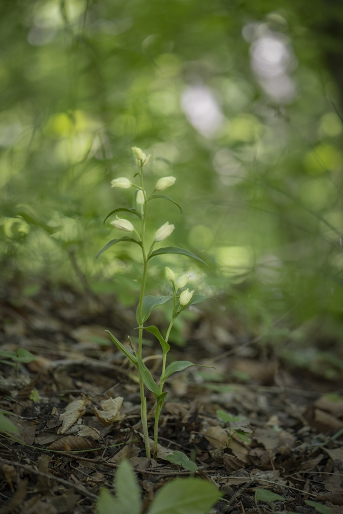 Stor skogslilja, Cephalanthera damasonium. Klinte, Gotland  2022-06-17