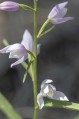 Cephalanthera x otto-hechtii