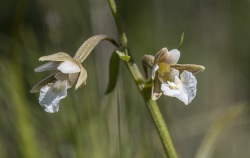 Kärrknipprot, Epipactis palustris