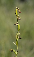 Flugblomster, Ophrys insectifera
