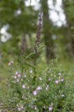 Purpurknipprot Epipact + Ononis spinosa subsp. procurrensis atrorubens